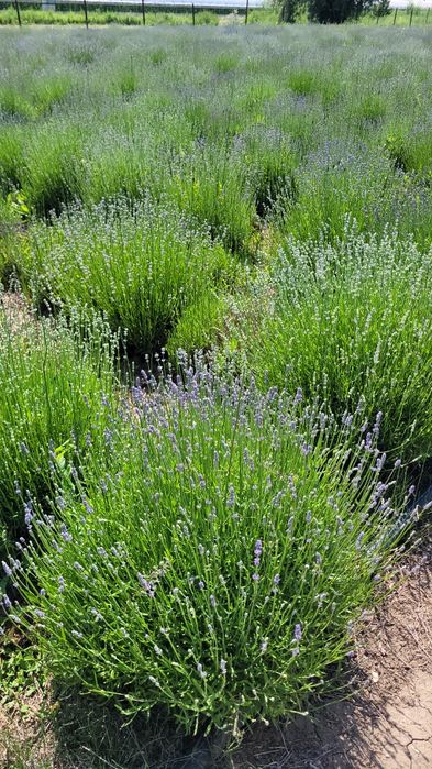 Tufe Lavanda Bucuresti