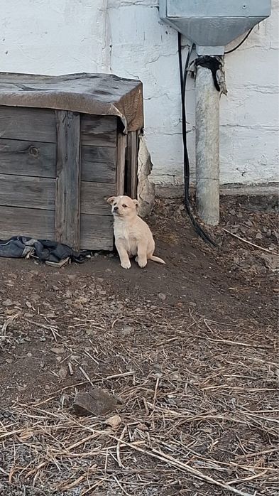 Ищем дом для щенят