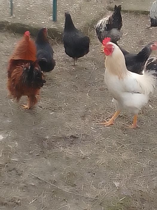 Rate românești și găini de țară de vânzare