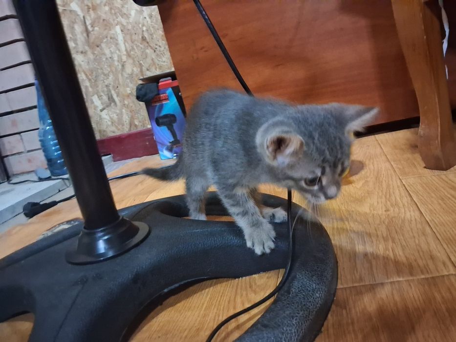В добрые руки, отдадим котёнка