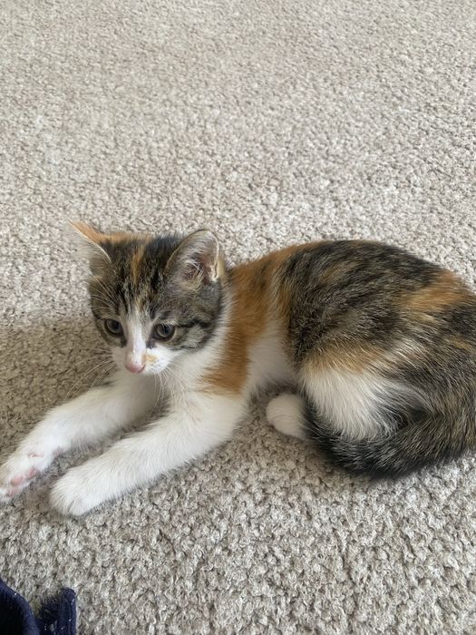 Котенок красивая игривая девочка