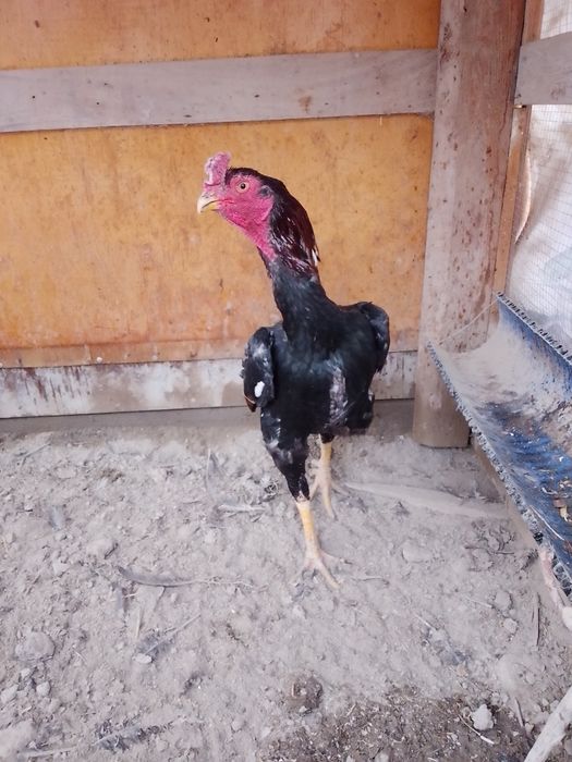 Dakan xõroz urushqoq