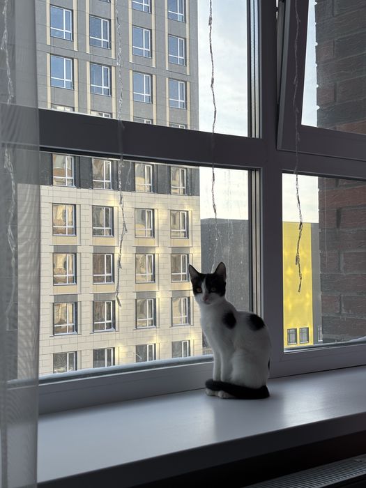 котенок, 5 месяцев, девочка