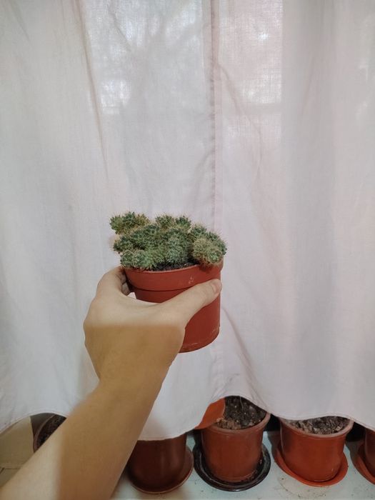 Тувакда гуллар, цветы в гаршке