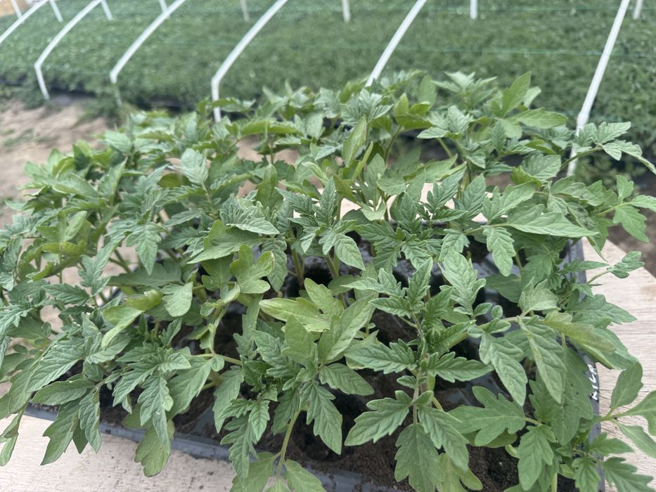 Vand rasaduri (rosii)