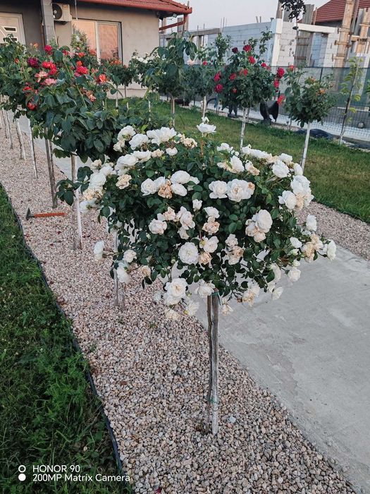 Trandafiri altoiți de vânzare – Diverse soiuri – Angro și Bucată