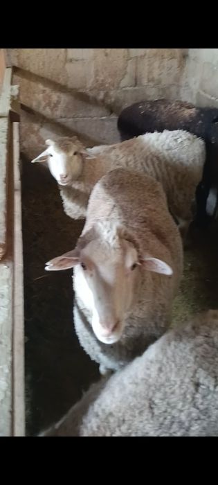 Койлар сатылады байланган токтылар