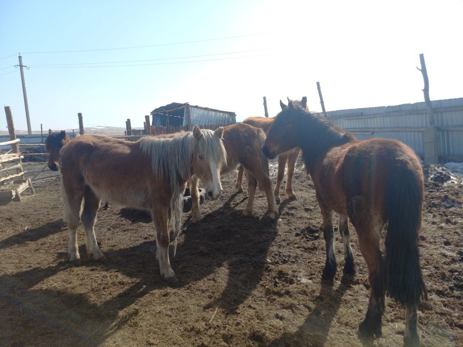 Продам байталдар