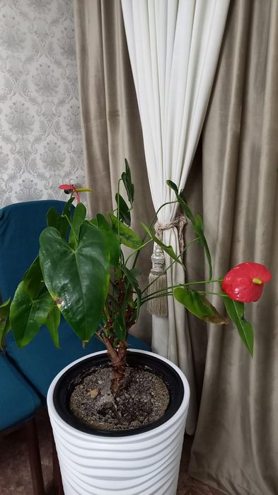 Комнатные растения