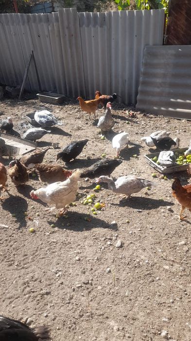 Утят  Индоутки домашние