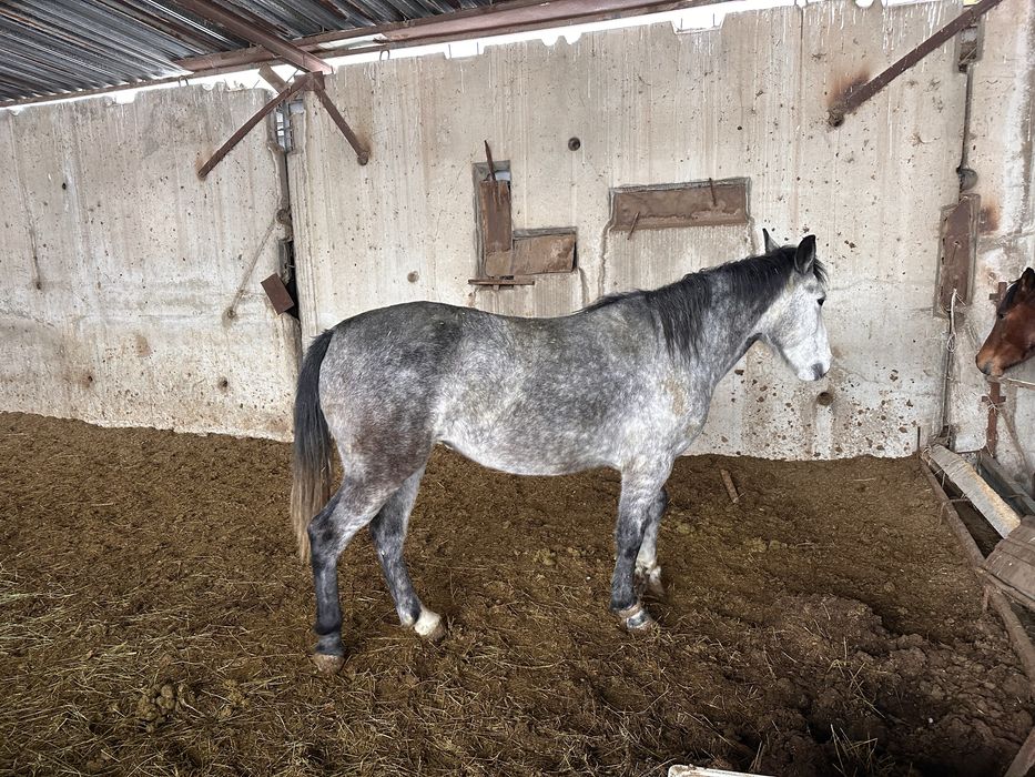 Байланған бие сатылады.