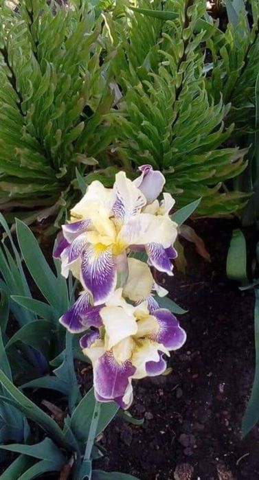 Цвете Ирис за градината