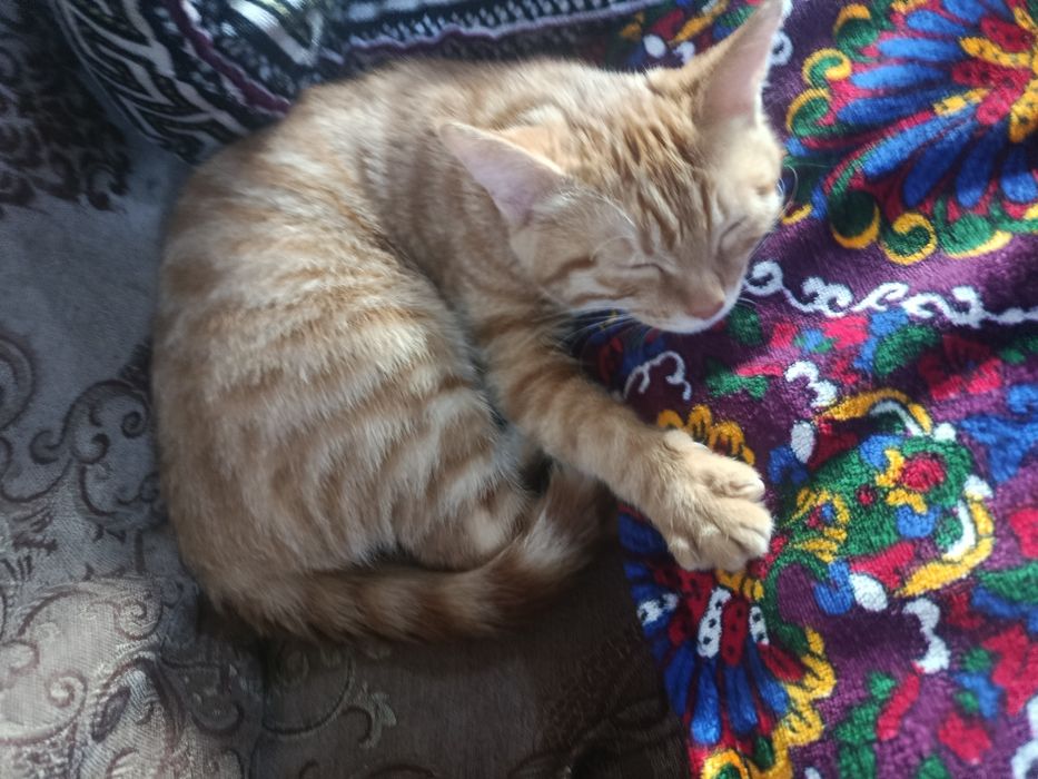 Кошка бесплатно хорошая и игривая