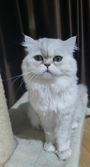 British longhair silver cu ochii verzi felisa autorizata