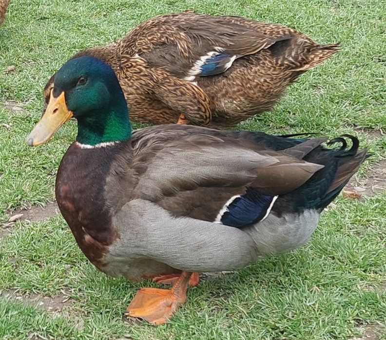 Vind ouă rate rouen