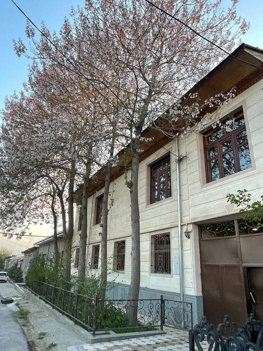 Pavlonya daraxt bor sotiladi 7 yillik