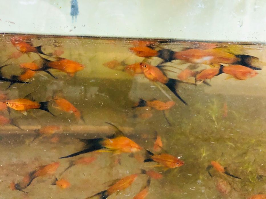 Pesti exotici de acvariu , gupy , xipho , molly, platy etc