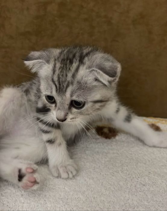 Вислоухие котята моаморные очень красивые