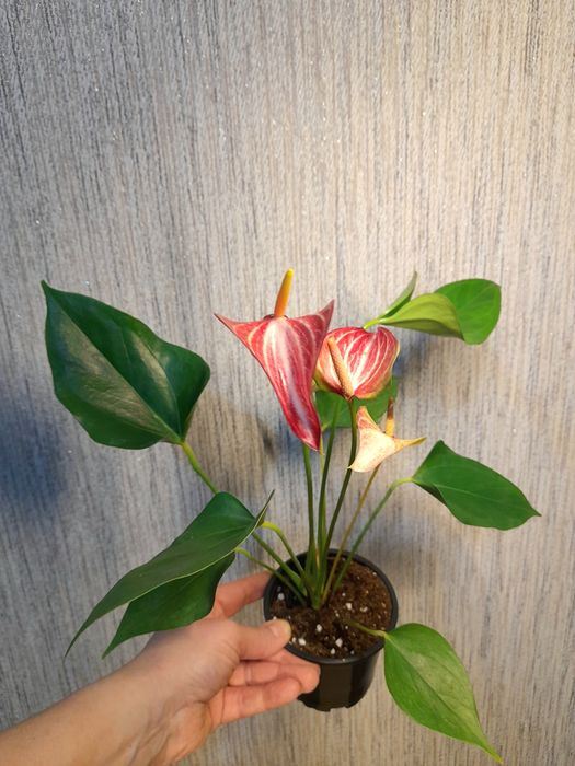 Продам Антуриумы,Диффенбахия Рефлектор