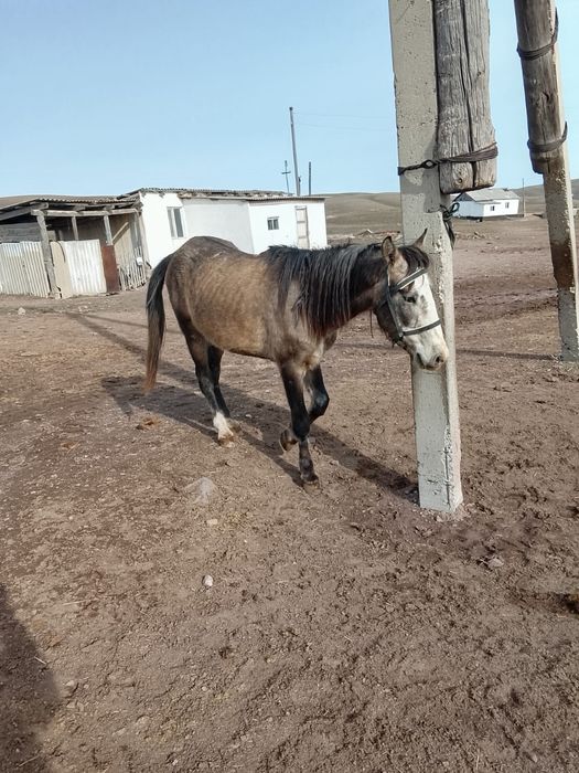 Тяжеловоз Айгыр Дөнен