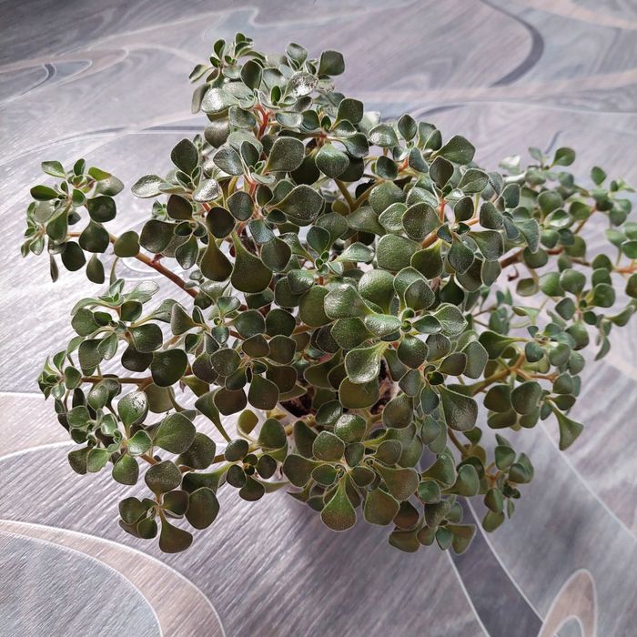 Продам  аихризон