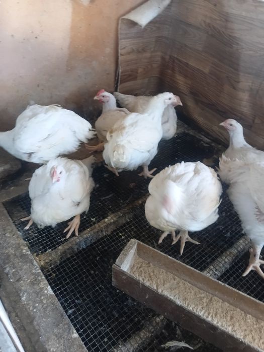 Продам куриное мясо