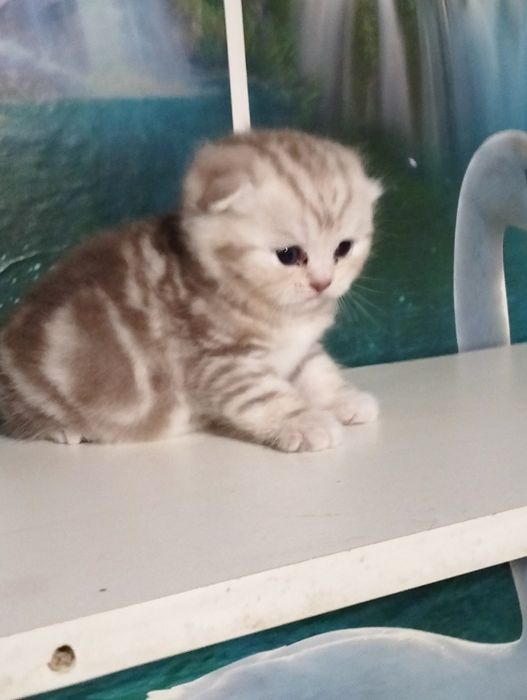 Продются котята шотландские