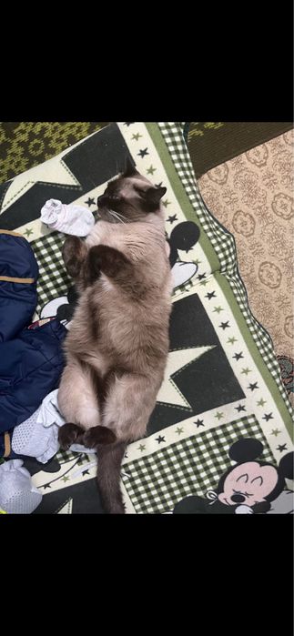 Пропала кошка. Помогите найти