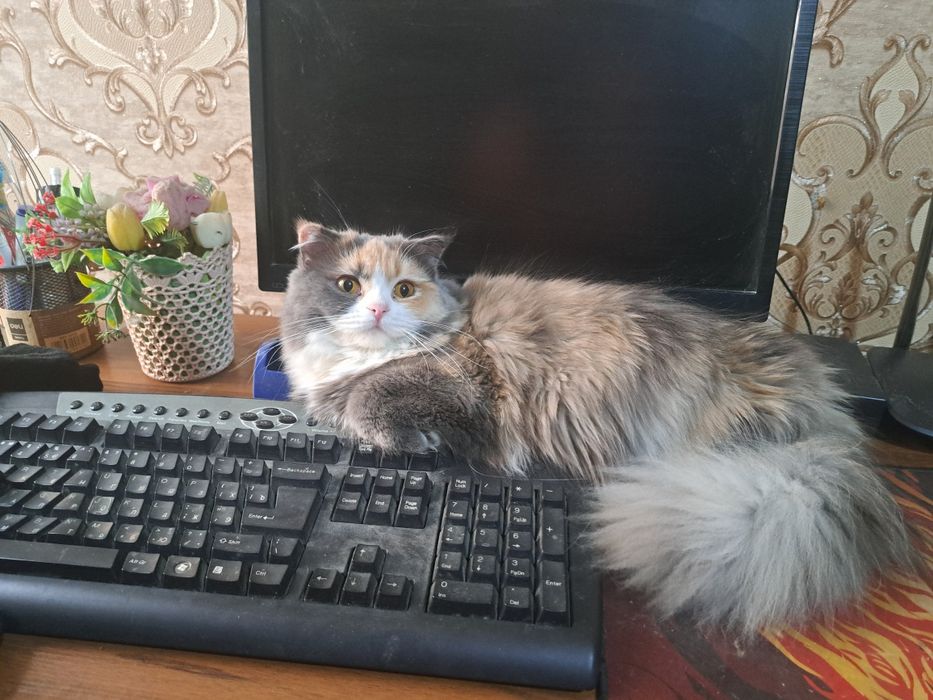 Продается котенок девочка