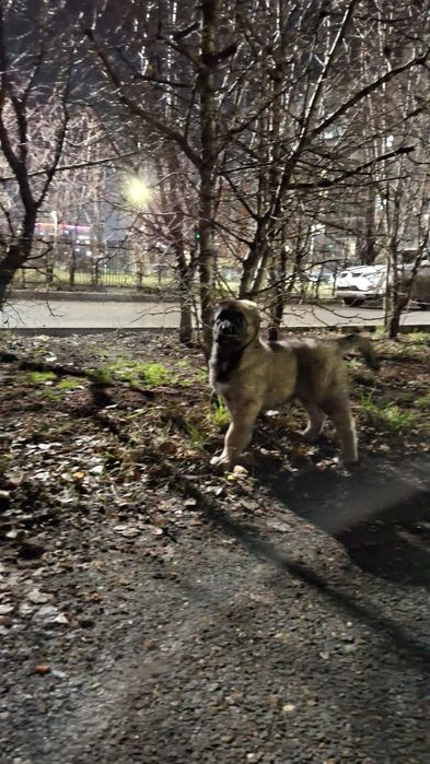 порода САО, ( девочка ) возраст 3,5 мес.