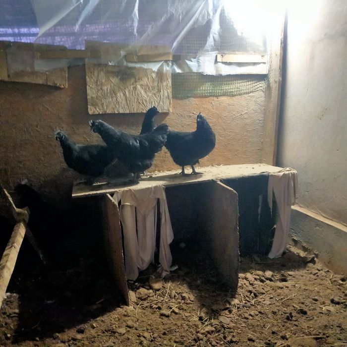 Ухейлио тауықтарды.