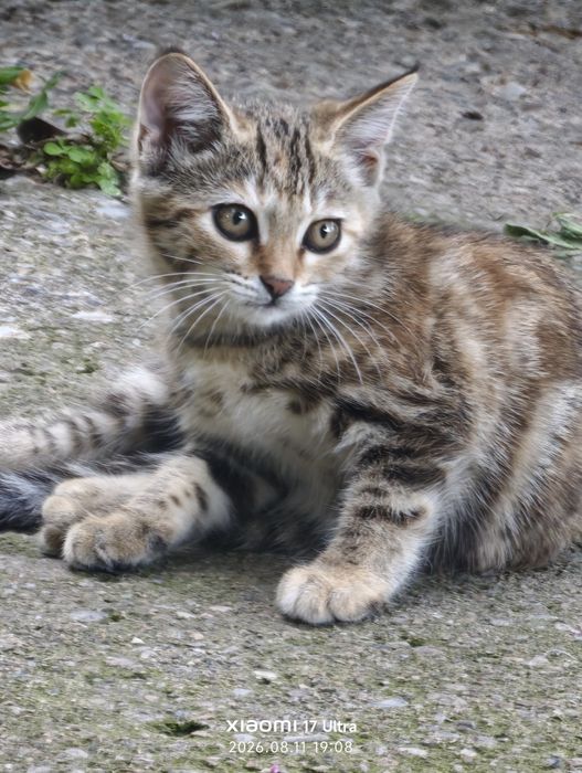Много котят в хорошие руки.