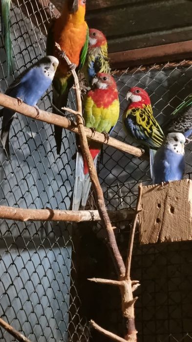 Ожереловый попугай ручной