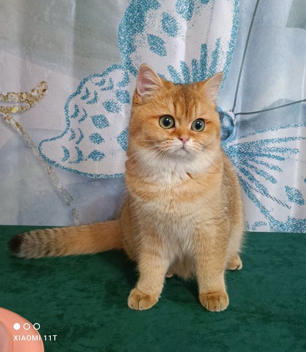 Британская Золотая Шиншилка