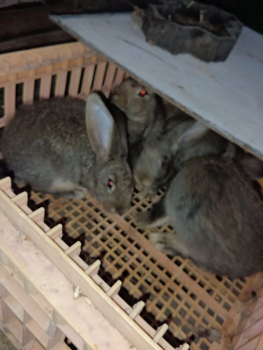 Көжектер сатылады тез арада