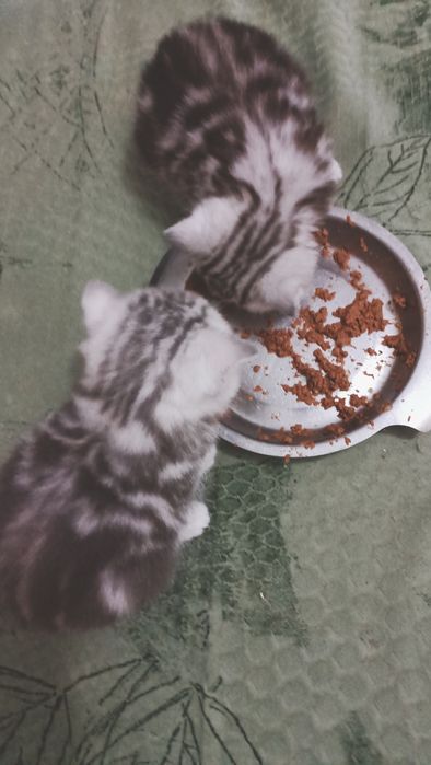 Шотландские чистокровные шиншиллы