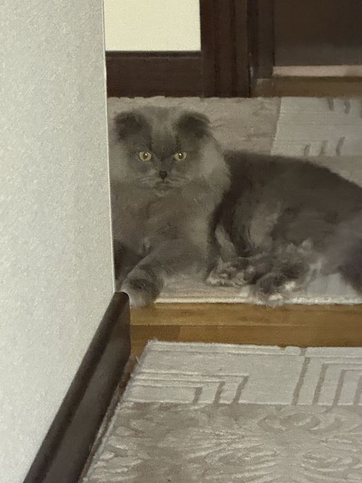 Породистый кот для вязки