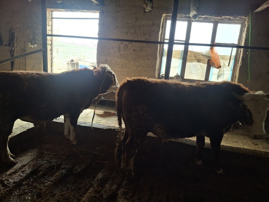 Буха семиз 1.5 жасар