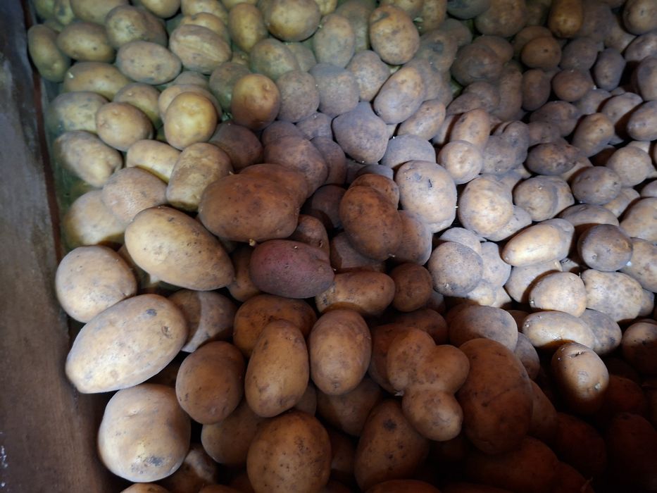 Продам картофель домашний