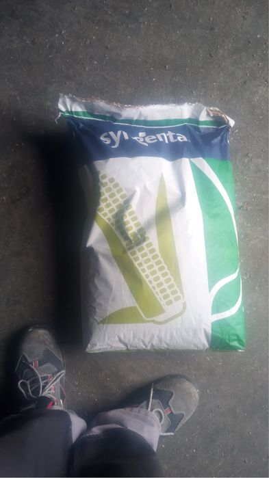 Samanta Floare si porumb 2026