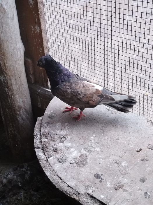 Vând mascul jucator