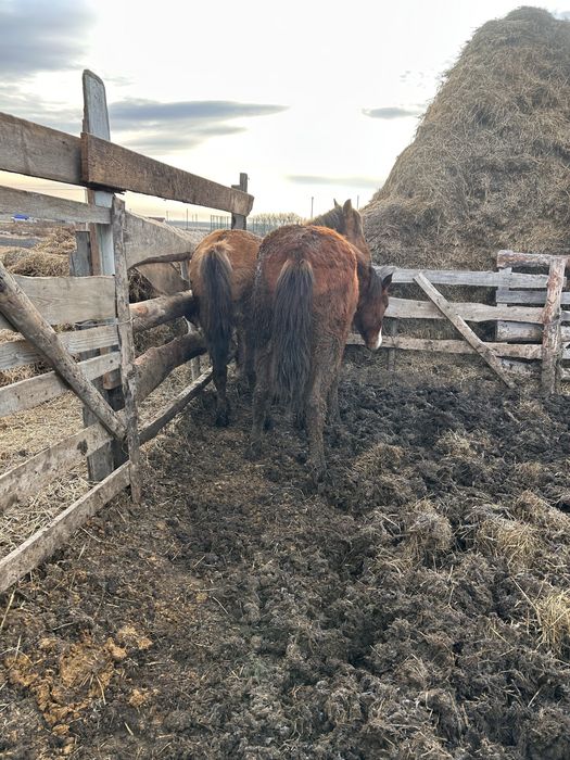 Продам кобыл с откорма