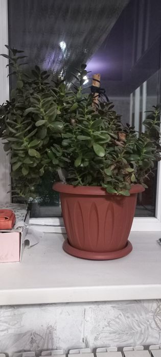 Срочно продам денежный цветок