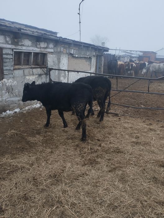 Продам крс     .