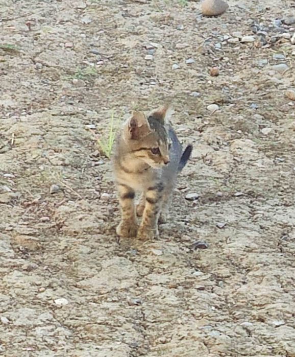 Котята в хорошие руки