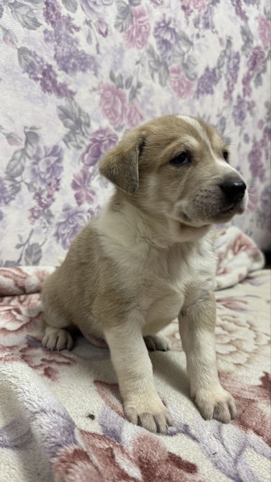 Серьезный паренёк ищет дом.