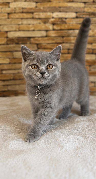 Fetita British Blue