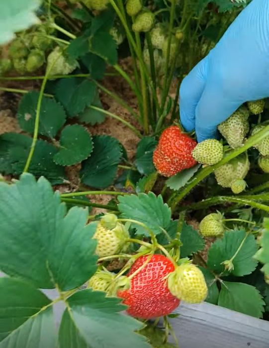 Саженцы клубники