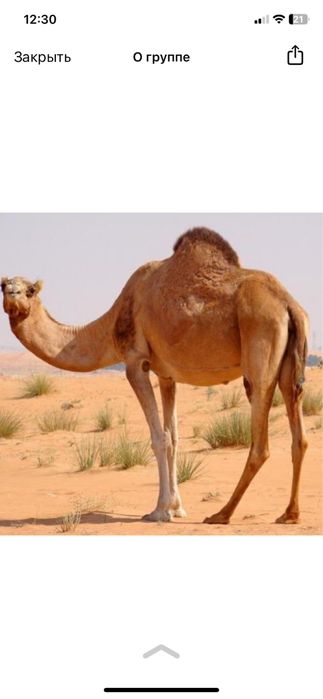 Түйе группа Маңғыстау