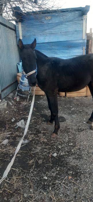 Продам срочно срочно коня